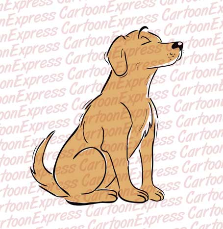 labrador dog